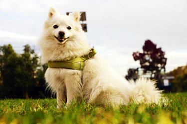 Hundebetreuung Friedrichshain 1